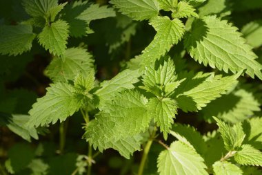 ısırgan otu yakın çekim 