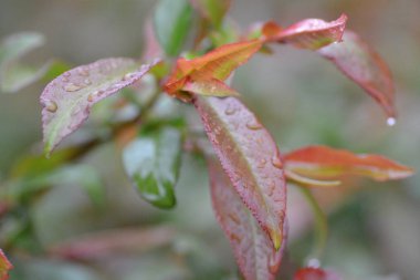 bir yaprağın üzerine su damlaları yakın 