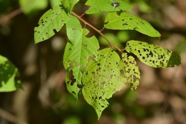 bulanık arka plana karşı bitki yapraklarının yakın çekim görünümü