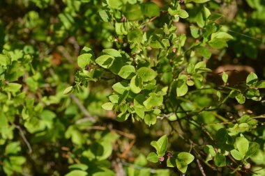bulanık arka plana karşı bitki yapraklarının yakın çekim görünümü