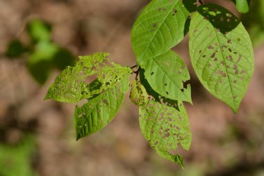 bulanık arka plana karşı bitki yapraklarının yakın çekim görünümü