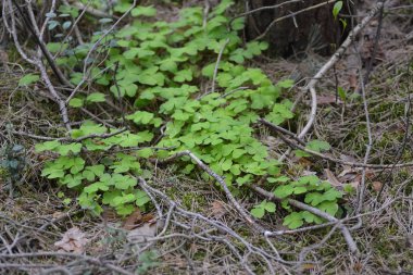 Orman zemininde shamrocks