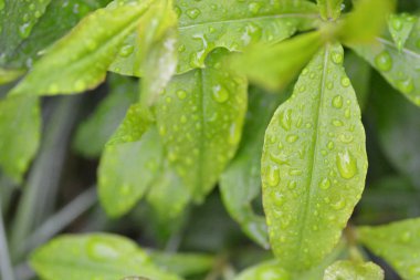 bir yaprağın üzerine su damlaları yakın 