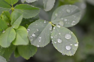 bir yaprağın üzerine su damlaları yakın 