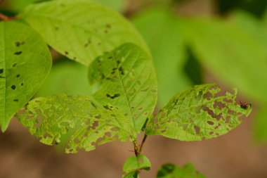 yakın - ormanda yaprakları