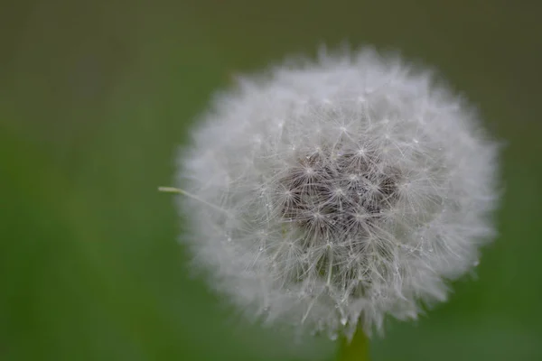 Karahindiba Çiçeği Yaklaş — Stok fotoğraf