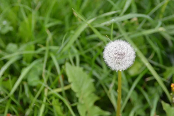 Dandelion Flower Close — Stock Photo, Image