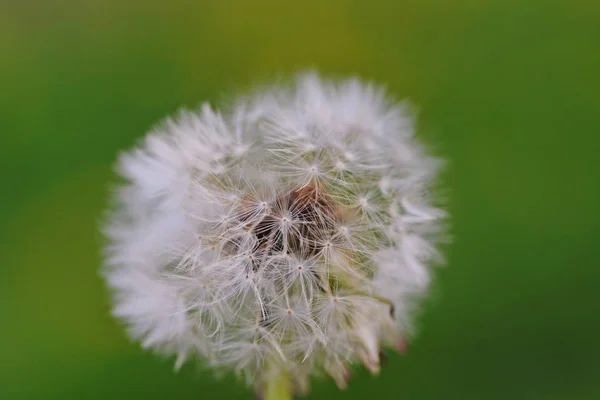 Detailní Záběr Pampelišky — Stock fotografie