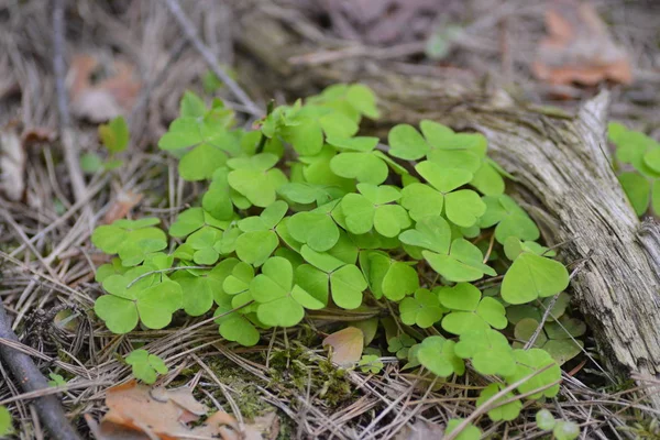 Orman Zemininde Shamrocks — Stok fotoğraf