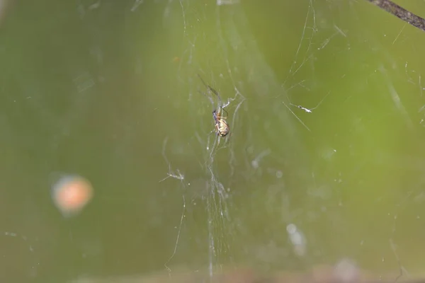 Aranha Uma Teia Floresta — Fotografia de Stock