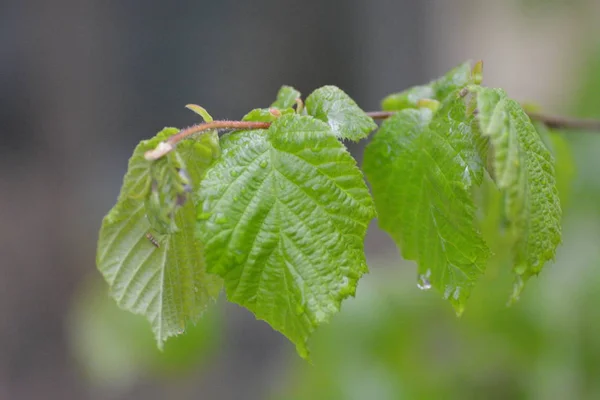 Gouttes Eau Sur Une Feuille Gros Plan — Photo