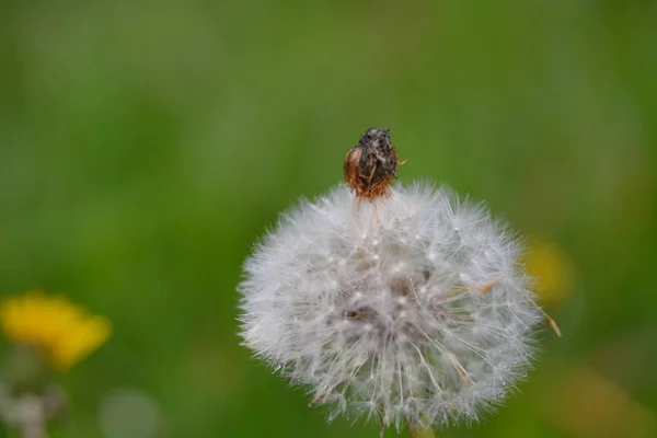 Karahindiba Çiçeği Yaklaş — Stok fotoğraf