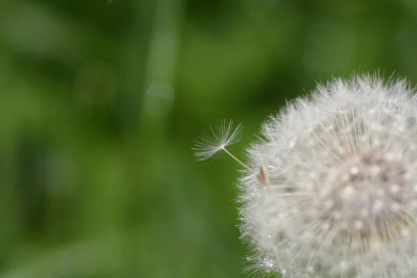 Karahindiba Çiçeği Yaklaş — Stok fotoğraf