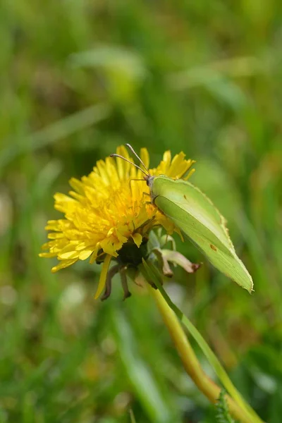 Brimstone Motyl Nasks Mniszka Lekarskiego — Zdjęcie stockowe