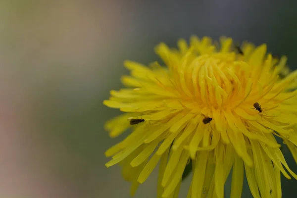 Paardebloem Groeien Buiten Scenic View — Stockfoto