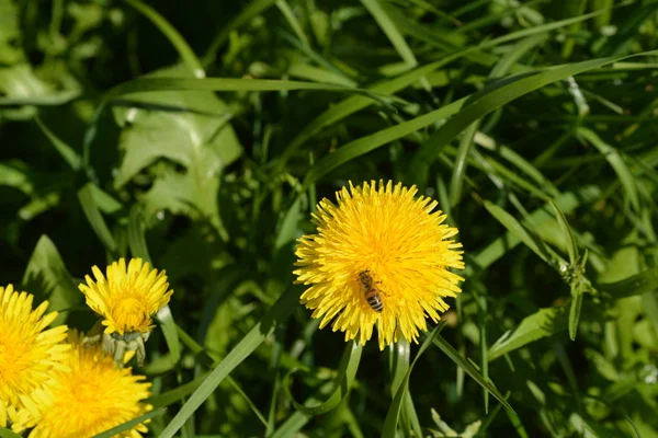 Paardebloem Groeien Buiten Scenic View — Stockfoto