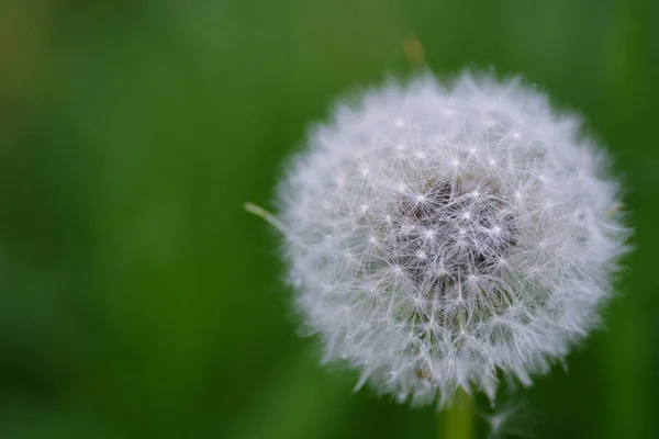 Dandelion Flower Close — Stock Photo, Image