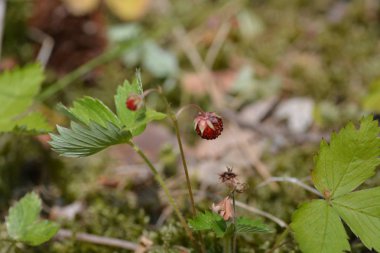yabani çilek yakın çekim 