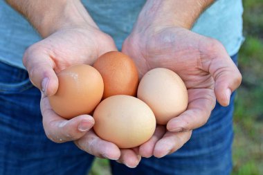 elinde yumurta tutma