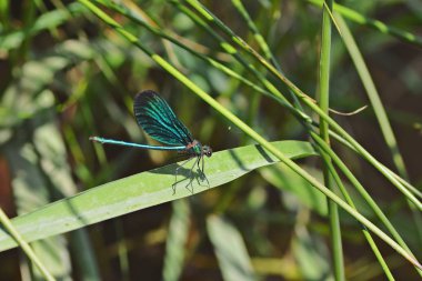 Bir dere yanında yeşil mavi yusufçuk