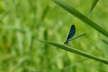 Bir dere yanında yeşil mavi yusufçuk
