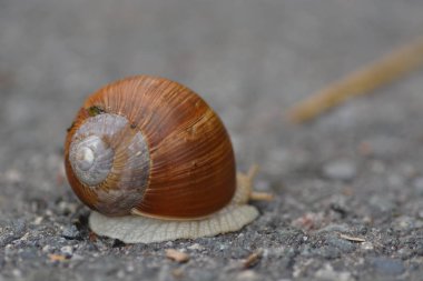 Salyangozun kapağı 