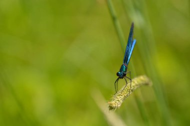 Bir dere yanında yeşil mavi yusufçuk