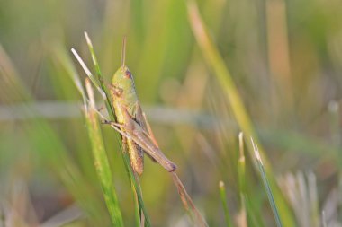 Çekirge bıçak çimen