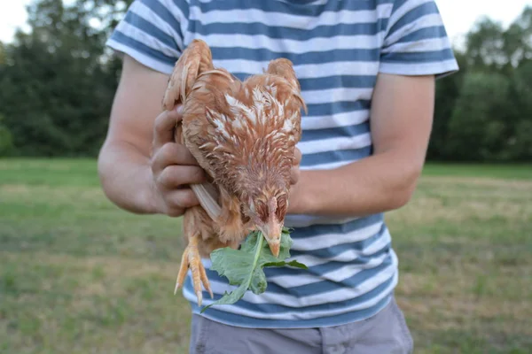 Sosteniendo Una Gallina Las Manos — Foto de Stock