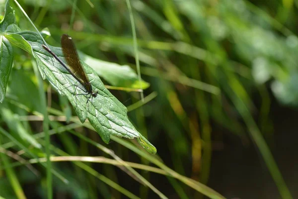 Libellule Bleue Dans Vert Côté Ruisseau — Photo