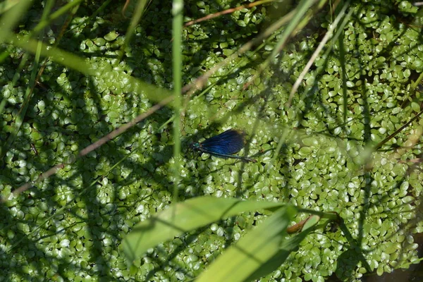 Blaue Libelle Grünen Neben Einem Bach — Stockfoto