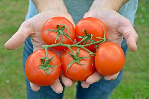 Tomaten Aus Nächster Nähe Halten — Stockfoto