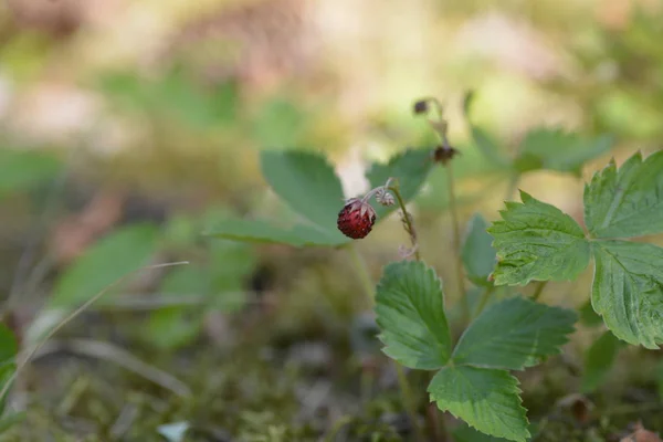 Fraise Sauvage Gros Plan — Photo