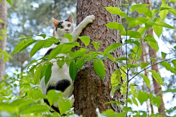 Gato Trepando Árbol Bosque — Foto de Stock