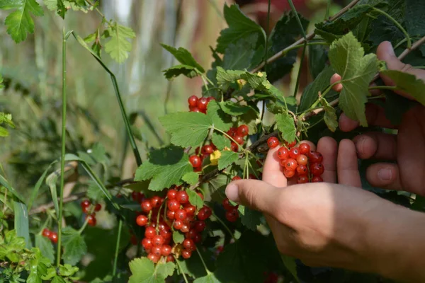 Gyűjtése Piros Ribizli Közelről — Stock Fotó