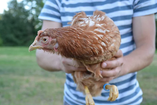 Sosteniendo Una Gallina Las Manos — Foto de Stock