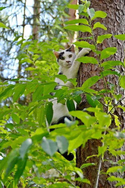 Gato Trepando Árbol Bosque —  Fotos de Stock