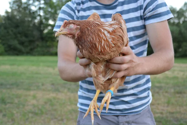 Sosteniendo Una Gallina Las Manos — Foto de Stock