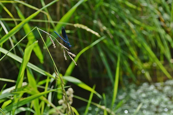 Blaue Libelle Grünen Neben Einem Bach — Stockfoto