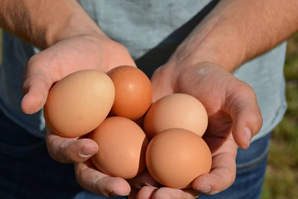 Eieren Hand Houden — Stockfoto
