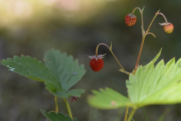 Wild Strawberry Close Stock Image