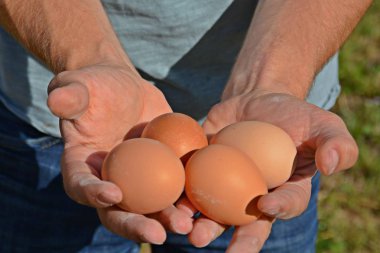 elinde yumurta tutma