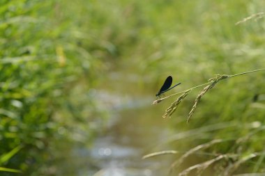 Bir dere yanında yeşil mavi yusufçuk