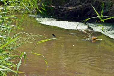 Bir dere yanında yeşil mavi yusufçuk