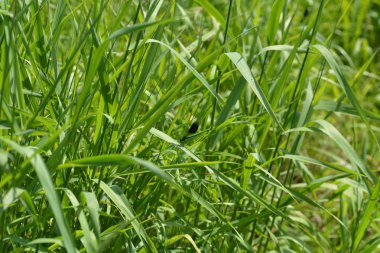 Bir dere yanında yeşil mavi yusufçuk