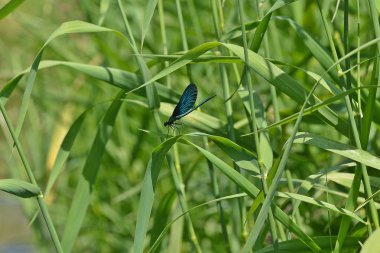Bir dere yanında yeşil mavi yusufçuk
