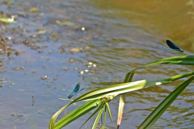 Bir dere yanında yeşil mavi yusufçuk