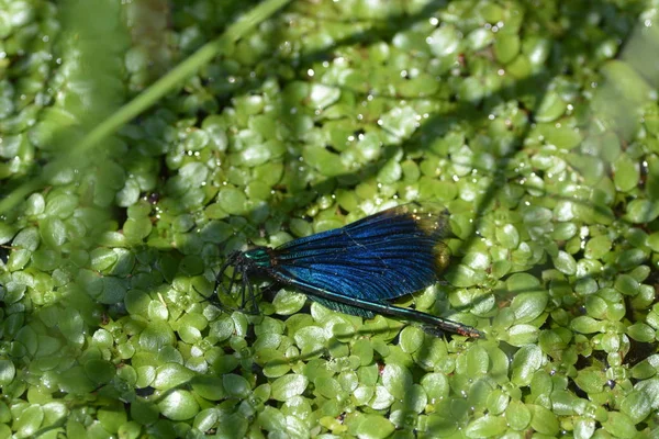 Libélula Azul Verde Lado Riacho — Fotografia de Stock