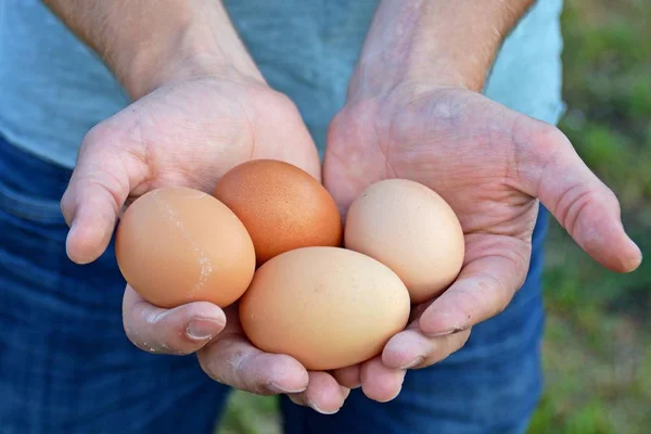 holding eggs in the hand
