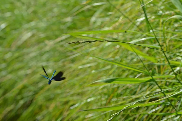 Libélula Azul Verde Lado Riacho — Fotografia de Stock